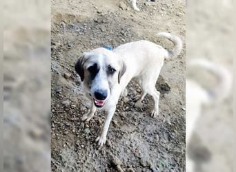 Schmusemaus Gül wäre so gerne Familienhund