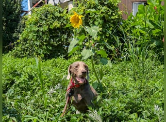 Traumhund sucht Traumzuhause – Vollblut-Weimaraner "Kapitän"
