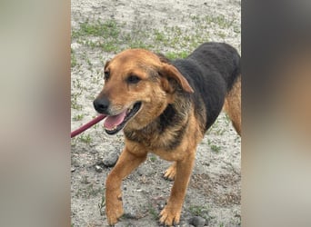 Tobi, geboren 01.04.2020, 40cm sucht sein Körbchen
