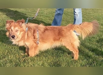 Handicap - Zorro ist blind und liebt Menschen sehr