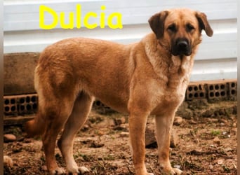Dulcia 12/2019 (ESP) - sanftmütige, schüchterne Hündin sucht einfühlsames Zuhause!