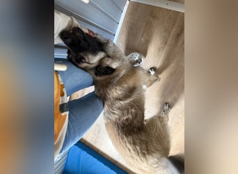 Süßer Cody(1 Jahr/53 cm/15 kg) sucht liebevolles Zuhause