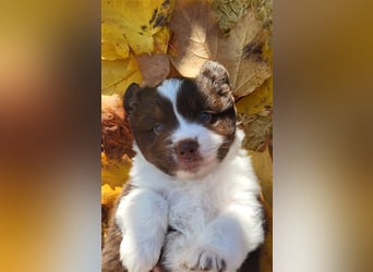 Mini Australian Shepherd Welpen