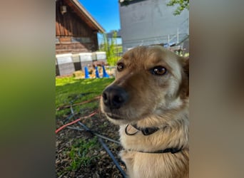 Charmanter ZACK kann auf Pflegestelle 87754 Kammlach besucht werden