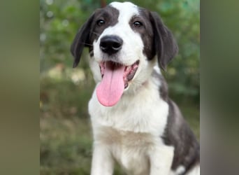 HARRY - Lebhafter Border Collie Mix sucht aktive Familie