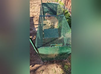 Prezli-DG, sucht neue Familie!