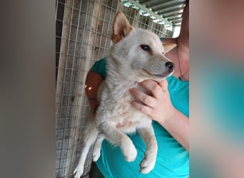 Szines PP – junge Shiba Inu-Hündin sucht geduldiges Zuhause
