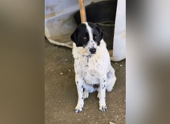 Mila, bereits auf PS in DE, sucht Traumzuhause!