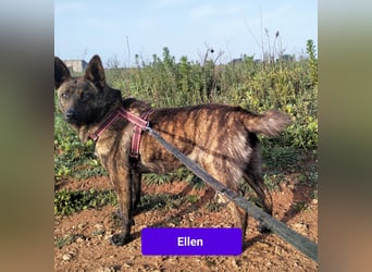 süße Ellen wünscht sich ihr Zuhause für immer