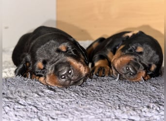 FCI Dobermann Welpe aus Championlinie – Nebula Nero di Angelo