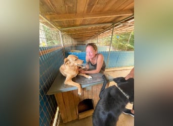 SVEN – ein Gentlemen mit grauer Schnauze hofft auf das große Glück "Eigene Familie"