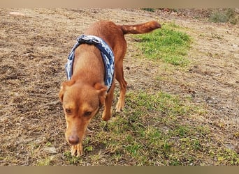 Lady(TO) tolle kleine Dame die noch viel lernen will