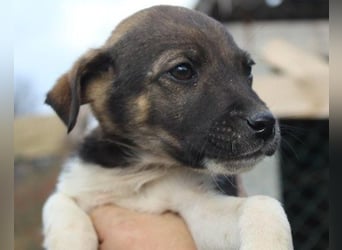 ROBI❤️zauberhafter, lieber Hundejunge, zurückhaltend und sozial