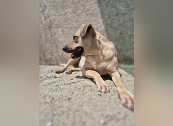 MELINA, Hündin, 3 Jahre, 48 cm, Mischling, Tierschutz