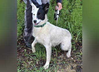 MONOKEL ca. 1 J. Border Colliemixhündin sucht Liebe