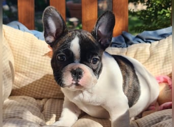 Vergnügte Frops Kinder  (Französische Bulldogge + Mops )