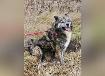 Lupo, ruhiger und ausgeglichener Rüce