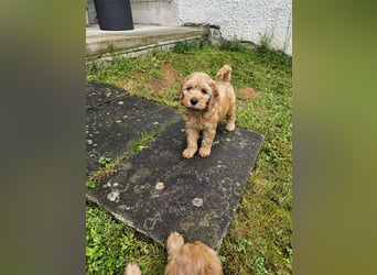 Cockapoo Welpen