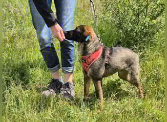 Liebe Nala sucht eine neue Familie