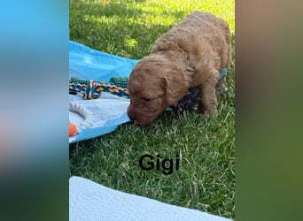 Aussiedoodle / Aussiepoo  F1b