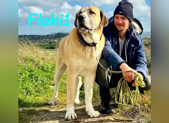 Floki1 10/2023 (ESP) - ausgeglichener, großer Mastín Español sucht Rassefans!
