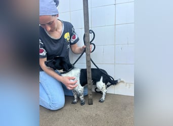 Fitter "Pico" sucht sein Plätzchen