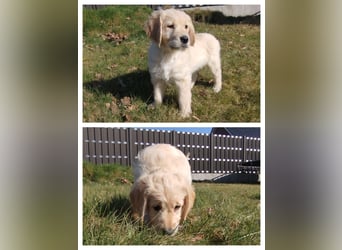 Goldendoodle Welpe F1