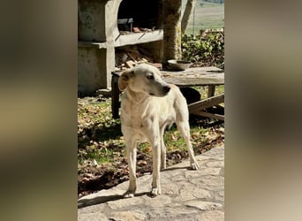 Miranda - Familie fürs Leben gesucht (82041 Deisenhofen)