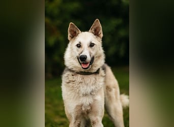 Sanfte Tika sucht liebevolles Zuhause