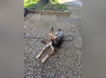 Zarte Tammi sucht dringend Hundekenner mit Herz