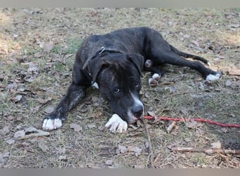 Gus, Molosser-Mix, geb. 8/ 2023, liebevoller, leicht schüchterner Familienhund