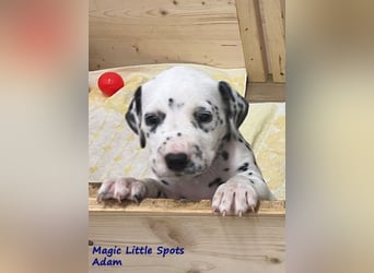 Magic Little Spots - tolle Dalmatinerwelpen aus verantwortungsvoller VDH Zucht