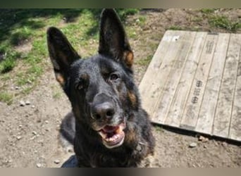 Dringend!!!, Hektor, ein Deutscher Schäferhund auf der Suche nach einem Zuhause