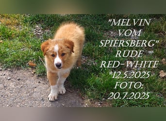 Border Collie-Welpen , black-,choco-,red-white und red-merle