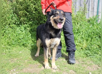 Nana, Mix Schäferhund / Collie, lieb und sozial