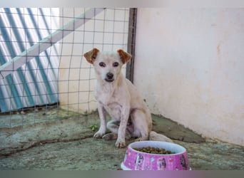 Adela – kleine Hundedame sucht ihr erstes richtiges Zuhause