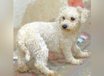 Bilbo, Bichon Frisé Mischling