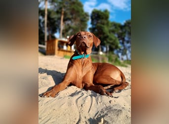 Szczeniaki  Rhodesian Ridgeback/ Pies/Suka Rhodesian Ridgeback/ welpen rhodesian