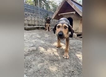 Lotta - Jagdterrier Mix