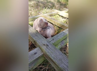 zuckersüße Weimaranerwelpen