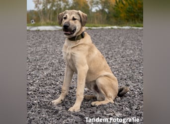 Atilla - Zuhause gesucht