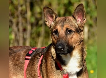 Ajax ist ein Schmusebär