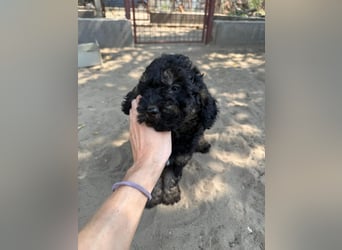 Max - der kleine Sonnenschein ❤️