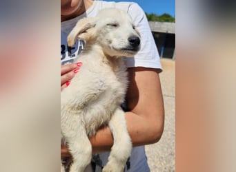 Tucker - Welpengewusel vom Feinsten