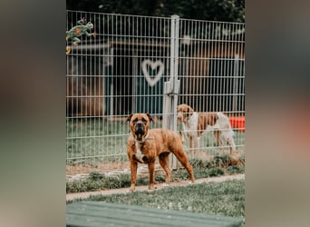 Bulldog Bonny (Tierschutz)