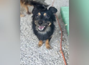 Isabel, sucht ein liebevolles Zuhause