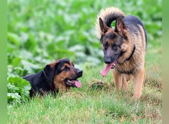 Rottweiler Schäferhund Mix