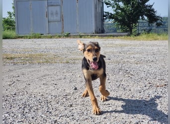 Sammy – kleiner Wirbelwind sucht sein Für-Immer-Zuhause