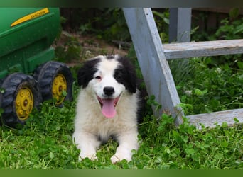 Leyla und Blue - zwei zuckersüße Aussie Zwerge