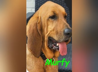 Notfall Murfy geb. 12/2019 (in Belgien) - Sabueso Espanol Rüde sucht DRINGEND ein Zuhause!
